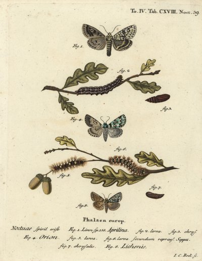 Merveille du jour, Dichonia aprilina 1-4, rzadkie merveille du jour, Moma alpium 5-7 i marmurkowa zieleń, Cryphia muralis 8. Ręcznie barwiony miedzioryt Johanna Carla Bocka wg Eugeniusa Johanna Christopha Espera Motyle na ilustracjach autorstwa Johann Carl Bock