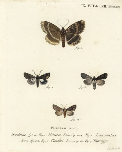 Staruszka lub czarne podskrzydłe, Mormo maura 1, alchemia wschodnia, Aedia leucomelas 2 i Dypterygia scabriuscula 3,4. Ręcznie barwiony miedzioryt Johanna Carla Bocka wg Eugeniusza Johanna Christopha Espera Motyle w ilustracjach wg Na autorstwa Johann Carl Bock
