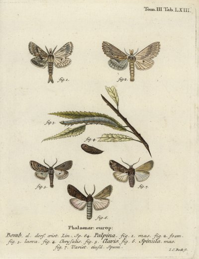 Blady wydatny, serce i maczuga, i ciemna trawa miecza, autorstwa Johann Carl Bock