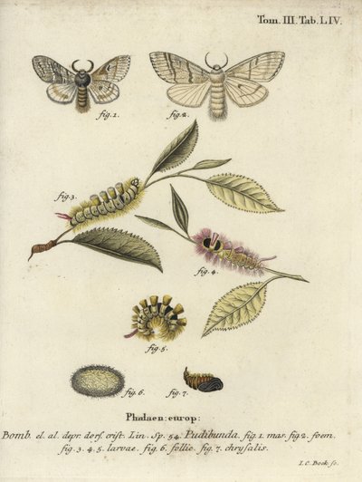 Blady kęp, Calliteara pudibunda. autorstwa Johann Carl Bock