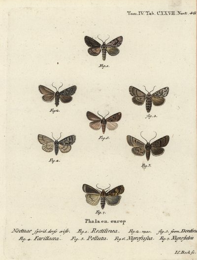 ćma saksońska, Hyppa rectilinea 1, ćma ścinająca, Hada plebeja 2,3, sztylet bagienny, Acronicta strigosa 4, zębnik brunatny, Agrochola litura 5, strzałka biała, Euxoa nigrofusca 6, Opigena polygona 7. Ręcznie barwiony miedzioryt wykonany przez Johanna Carl autorstwa Johann Carl Bock