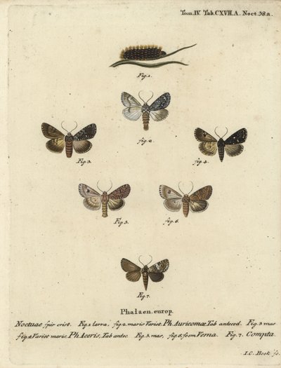 Rzadki sztylet, Acronicta auricoma 1-3, jawor ćma, Acronicta aceris, ćma gałka muszkatołowa 4,5, Hadula trifolii 6 i zróżnicowana korona, Hadena compta 7. Ręcznie barwiony miedzioryt Johanna Carla Bocka wg Die Schmetterling Eugeniusa Johanna Christopha Esp autorstwa Johann Carl Bock
