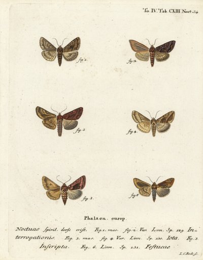 Srebro rzadkie Y, Syngrapha interrogationis 1,2, Y gładkie złote, Autographa jota 3-5, plamka złota, Plusia festucae 6. Miedzioryt miedziorytowany ręcznie kolorowany wg Johanna Christopha Espera wg Eugeniusa Motyle na ilustracjach wg nat autorstwa Johann Carl Bock