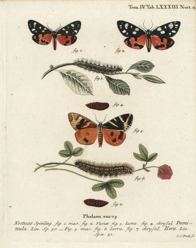 ćma szkarłatna, Callimorpha dominula 1-4 i ćma tygrysia z Jersey, Euplagia quadripunctaria 5-7. Ręcznie barwiony miedzioryt Johanna Carla Bocka wg Eugeniusa Johanna Christopha Espera Motyle w ilustracjach z natury, Erlangen autorstwa Johann Carl Bock