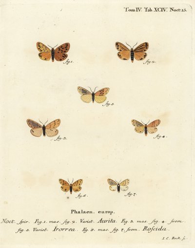 ćma Setina aurita 1,2, ćma rosy, ćma Setina irrorella 3-5 i ćma Setina roscida 6,7. Ręcznie kolorowany miedzioryt autorstwa Johanna Carla Bocka według dzieła Eugeniusa Johanna Christopha Espera Motyle w obrazach z natury, Erlangen autorstwa Johann Carl Bock