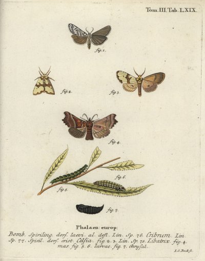 Lokaj cętkowany, Staurophora celsia i ćma zwiastunowa. autorstwa Johann Carl Bock