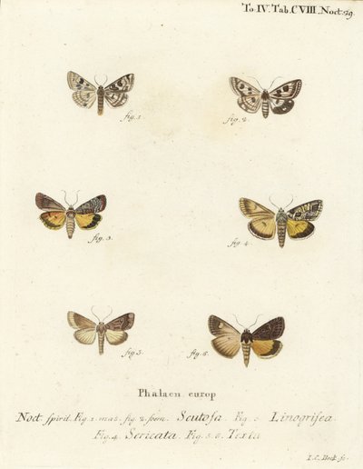 Koniczyna plamista, Schinia scutosa 1,2, Epilecta linogrisea 3, podskrzydło Guernsey, Polyphaenis sericata 4 i podskrzydło słomy, Thalpophila matura 5,6. Ręcznie barwiony miedzioryt autorstwa Johanna Carla Bocka wg Die Schmette Eugeniusa Johanna Christopha autorstwa Johann Carl Bock