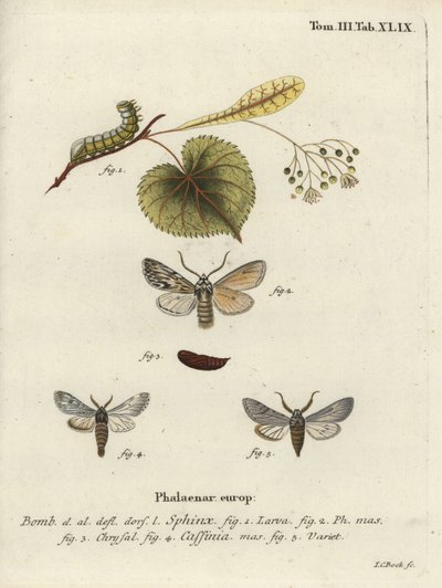 Ćma Sprawler, Asteroscopus sphinx. autorstwa Johann Carl Bock