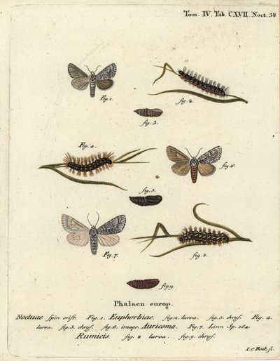 ćma wichura Acronicta euphorbiae 1-5, sztylet rzadki, ćma Acronicta auricoma 6 i ćma sękaczowata Acronicta rumicis 7-9. Ręcznie barwiony miedzioryt Johanna Carla Bocka wg Die Schmetterlinge Eugeniusa Johanna Christopha Espera w Abbildungen nac autorstwa Johann Carl Bock