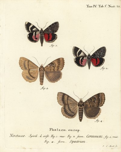 Ćma podskrzydłowa, Catocala coniuncata 1,2 i Apopestes spectrum 3,4. Noctuae połączone, Noctuae spectre. Ręcznie barwiony miedzioryt Johanna Carla Bocka wg Die Schmetterlinge Eugeniusa Johanna Christopha Espera w Abbildungen nach der Natur, Erlangen autorstwa Johann Carl Bock