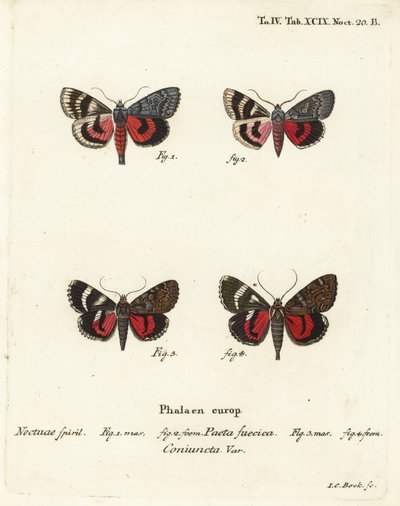 Podskrzydłe ćmy, Catocala pacta i Catocala coniuncta. Ręcznie barwiony miedzioryt Johanna Carla Bocka wg Eugeniusa Johanna Christopha Espera Motyle w ilustracjach z natury, Erlangen autorstwa Johann Carl Bock