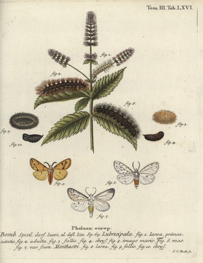 Gronostaj biały, Spilosoma lubricipeda. autorstwa Johann Carl Bock