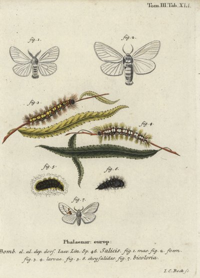 Biała satyna i białe wystające ćmy. autorstwa Johann Carl Bock