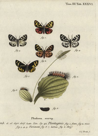 Ćma tygrysia, Parasemia plantaginis. autorstwa Johann Carl Bock
