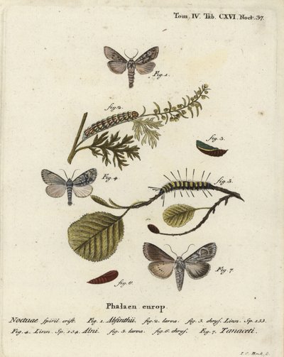 Piołun, Cucullia absinthii 1-3, olcha olsza, Acronicta alni 4-6, Cucullia tanaceti 7. Ręcznie barwiony miedzioryt Johanna Carla Bocka wg Eugeniusa Johanna Christopha Espera Motyle w ilustracjach według natury, Erlangen autorstwa Johann Carl Bock