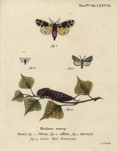 Żółta ćma tygrysia, biała larwa gronostajów itp. autorstwa Johann Carl Bock