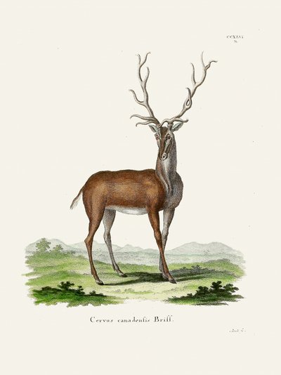Elk  Autor: Johann Christian Daniel Von Schreber. autorstwa Johann Christian Daniel Von Schreber
