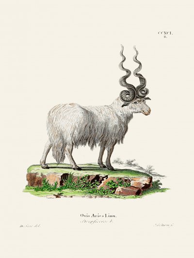 Ovis Aries autorstwa Johanna Andreasa Wagenera i Johanna Christiana Daniela von Schrebera. autorstwa Johann Christian Daniel Von Schreber