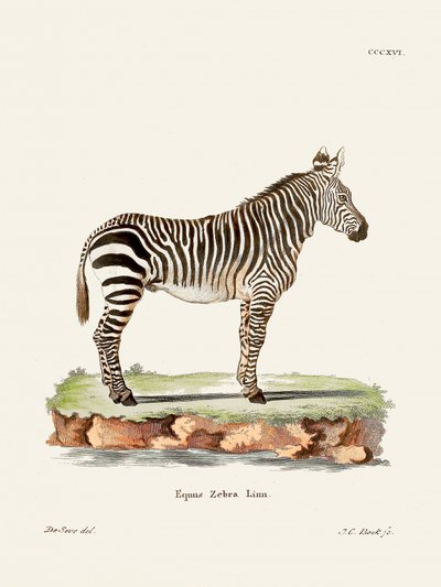 Zebra z książki „Ssaki” (1778–1855) autorstwa Johanna Christiana Daniela von Schrebera. autorstwa Johann Christian Daniel Von Schreber