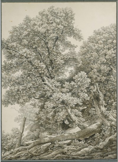 Duże studium drzewa autorstwa Johann Christian Reinhart