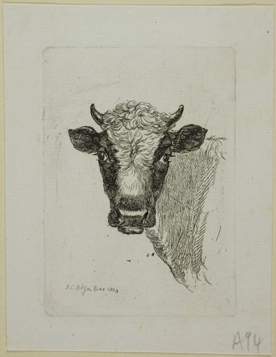Głowa młodego byka, z Die Zweite Thiernahme autorstwa Johann Christian Reinhart