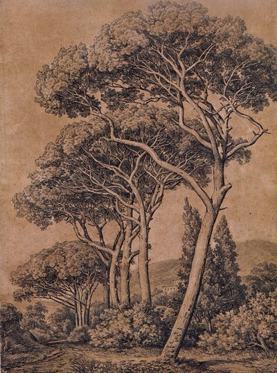J C Reinhart Umbrella pines 1791 autorstwa Johann Christian Reinhart
