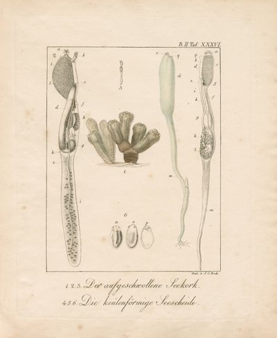 Anatomia bezkręgowców morskich: Sea Cork i Sea Squirt (miedzioryt) autorstwa Johann Christoph Bock