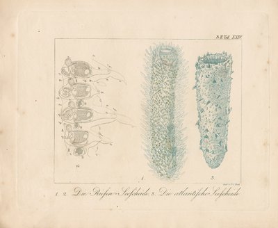 Gigantyczna kałamarnica morska i atlantycka kałamarnica morska (kolorowy grawerunek) autorstwa Johann Christoph Bock