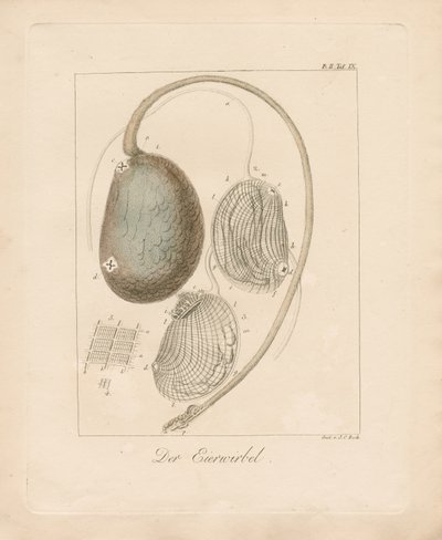 Struktura jaja (miedzioryt kolorowany) autorstwa Johann Christoph Bock