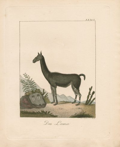 Lama (ręcznie kolorowana litografia) autorstwa Johann Christoph Bock
