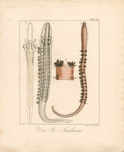 Ślimak morski (ręcznie kolorowany miedzioryt) autorstwa Johann Christoph Bock