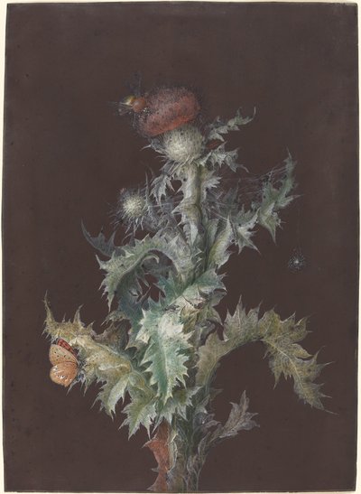 Oset z owadami autorstwa Johann Christoph Dietzsch