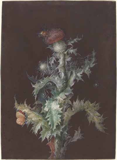 Oset z owadami, c. 1755. autorstwa Johann Christoph Dietzsch