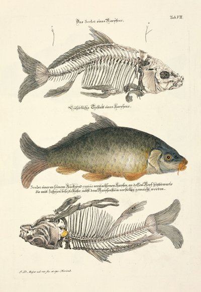 Karp pospolity ze szkieletem autorstwa Johann Daniel Meyer