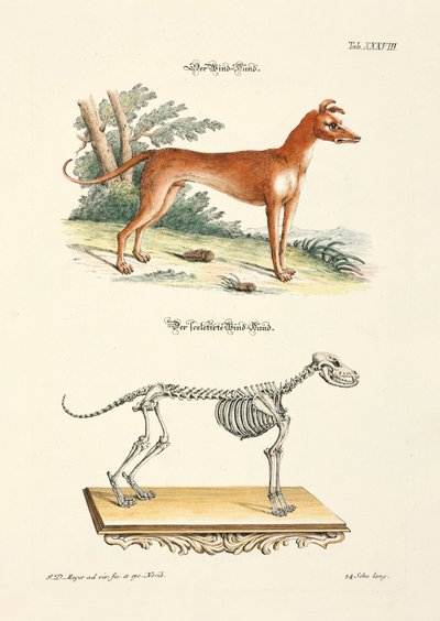 Greyhound i jego szkielet autorstwa Johann Daniel Meyer