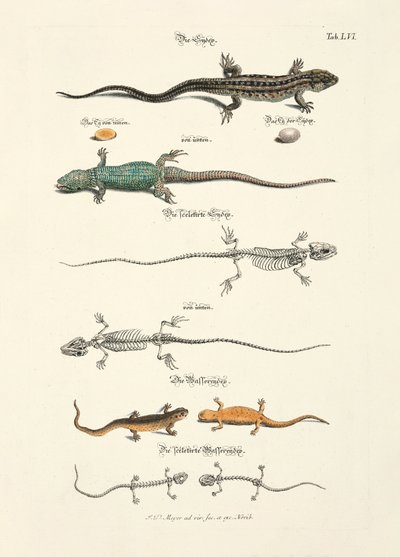 Jaszczurki i ich szkielety autorstwa Johann Daniel Meyer