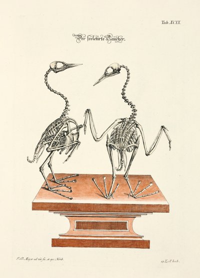 Szkielet nurka autorstwa Johann Daniel Meyer