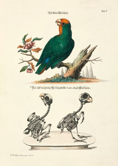 Mała papuga ze szkieletami autorstwa Johann Daniel Meyer