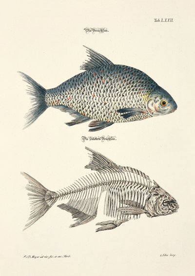 Leszcz pospolity i jego szkielet autorstwa Johann Daniel Meyer