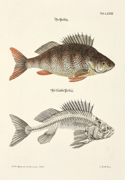 Okoń i jego szkielet autorstwa Johann Daniel Meyer