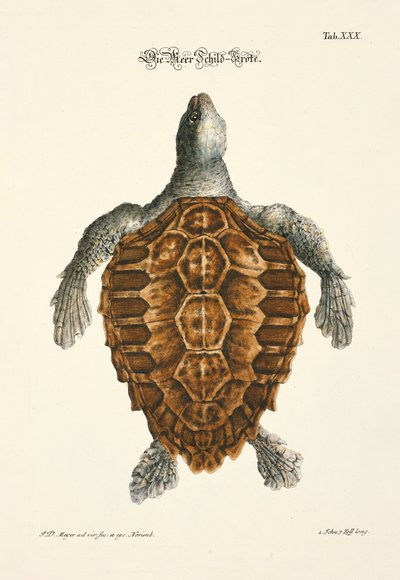 Żółw morski autorstwa Johann Daniel Meyer