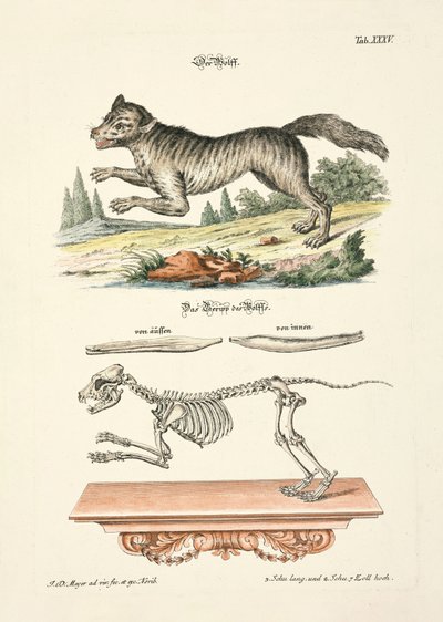 Wilk autorstwa Johann Daniel Meyer