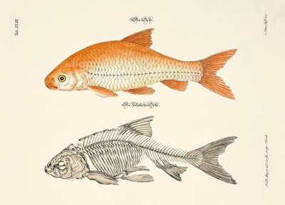 Idea i jej szkielet autorstwa Johann Daniel Meyer