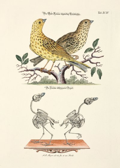 Yellowhammer ze szkieletem autorstwa Johann Daniel Meyer