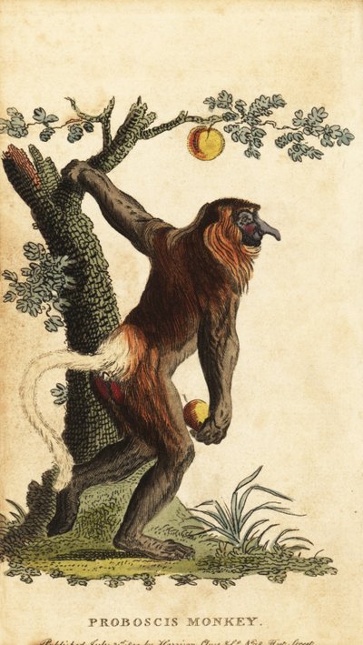 Małpa długonosa, Nasalis larvatus. Zagrożony. 1800 (grawerowanie) autorstwa Johann Eberhard Ihle