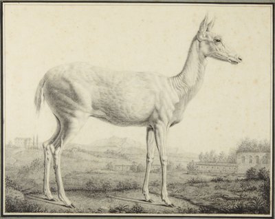 Jeleń autorstwa Johann Elias Ridinger