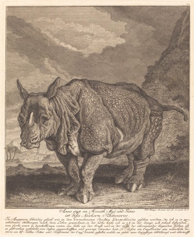 Nosorożec autorstwa Johann Elias Ridinger