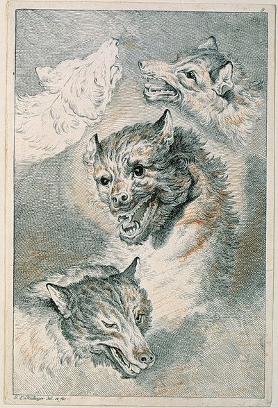 Cztery wilcze głowy autorstwa Johann Elias Ridinger