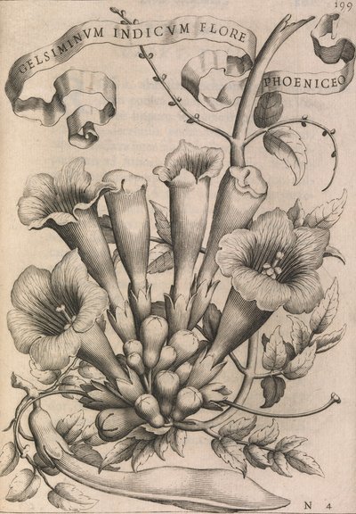 Gelsiminvm indicvm flore Fenicjan, 1633. autorstwa Johann Friedrich Greuter