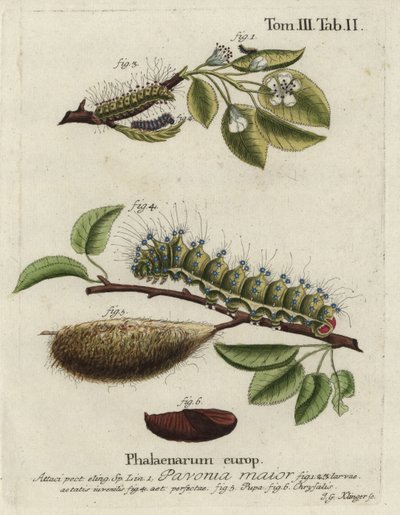 Cesarz ćma, paw Saturna, maska, lalka, poczwarka. autorstwa Johann Georg Klinger